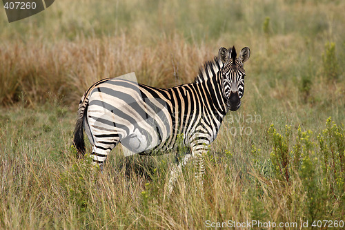 Image of burchells zebra