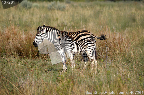 Image of burchells zebra