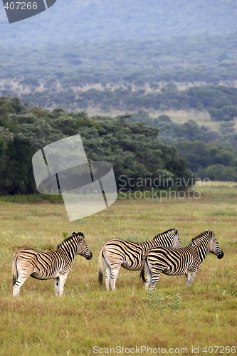 Image of burchells zebra