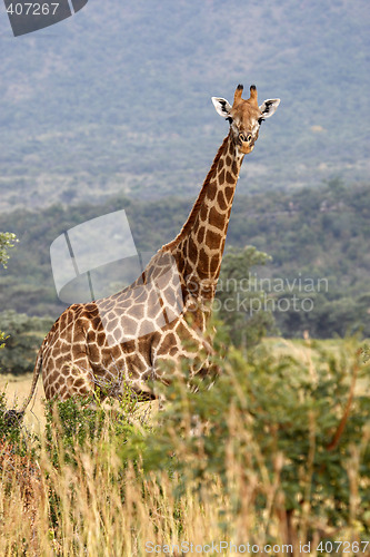 Image of giraffe