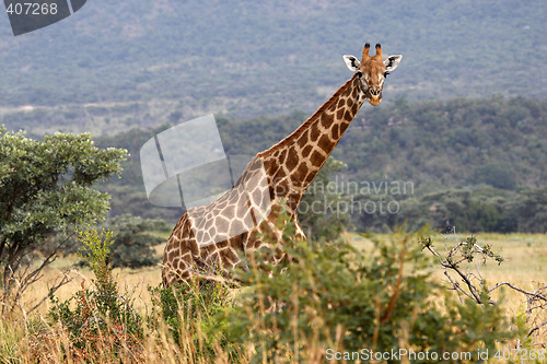 Image of giraffe