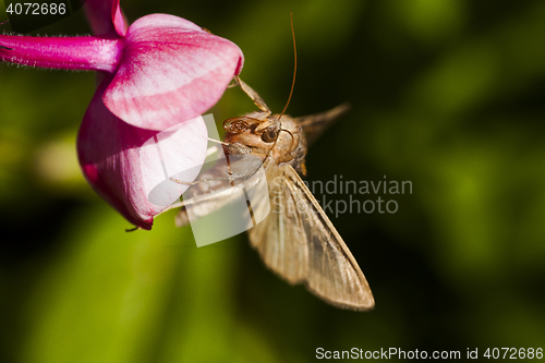 Image of moth