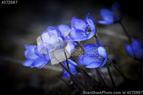 Image of blue anemones