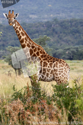 Image of giraffe