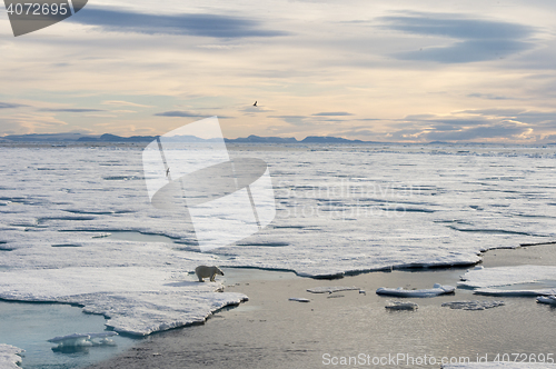 Image of Polar bear walking on sea ice