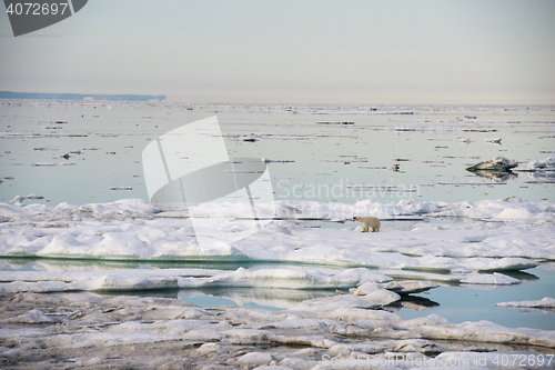 Image of Polar bear walking on sea ice