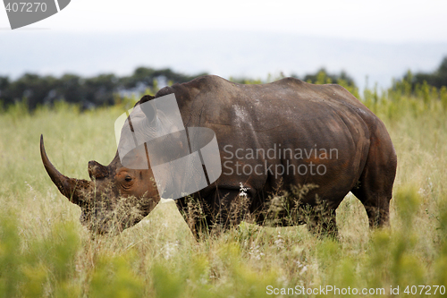 Image of white rhinoceros