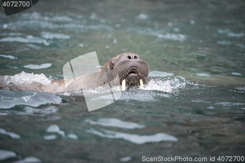 Image of Walrus in the water
