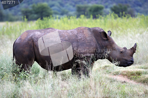 Image of white rhinoceros