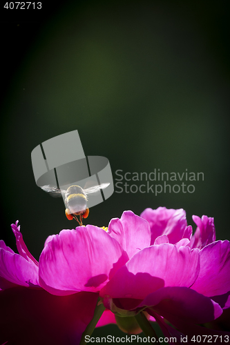 Image of bumble bee over a peaony