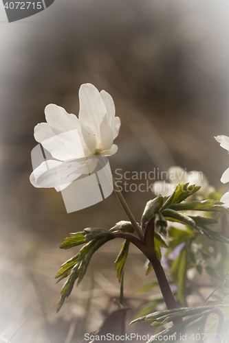 Image of wood anemone