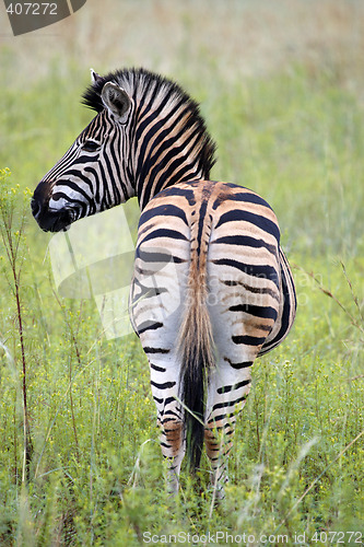 Image of burchells zebra