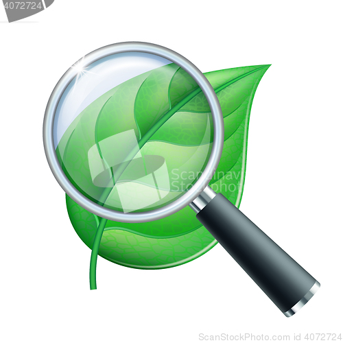 Image of Magnifying glass and leaf