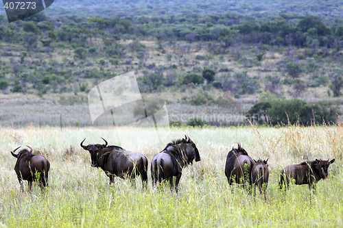 Image of blue wildebeest