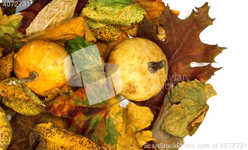 Image of Two small decorative pumpkins on autumn dry multicolor leafs