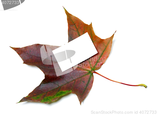 Image of Multicolor autumn maple-leaf with white empty price card