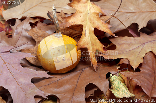 Image of Small decorative pumpkin on autumn dry leaves 