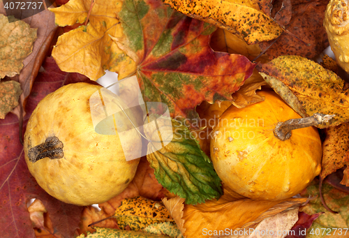 Image of Two small decorative pumpkins on autumn multicolor leafs