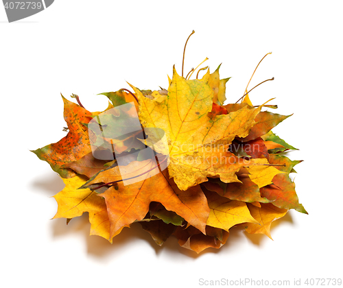 Image of Pile of dry autumn maple leaves