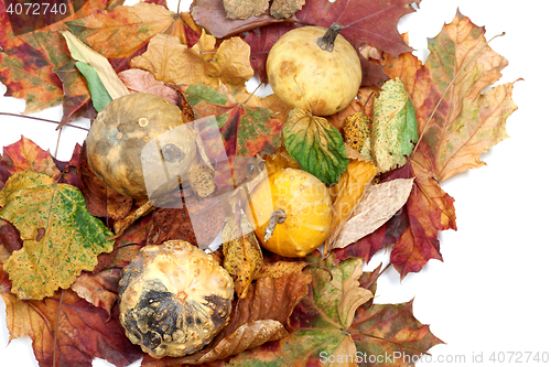 Image of Four small decorative pumpkins on autumn multicolor leafs