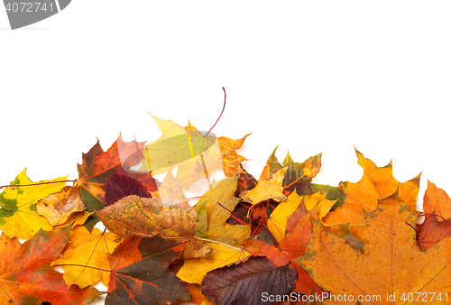 Image of Autumn multicolor leafs