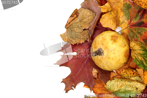 Image of Small decorative pumpkin on autumn multicolor leafs