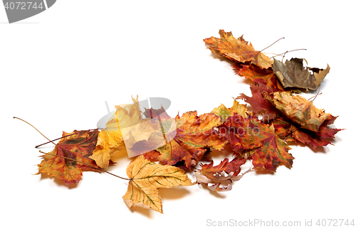 Image of Autumn multicolor maple leafs