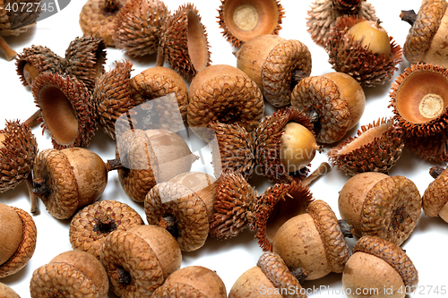 Image of Autumn acorns from oak on white 