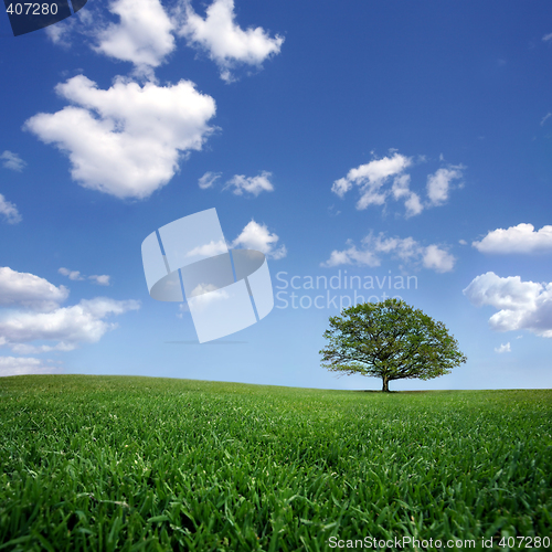 Image of Lonely tree on green filed, the blue sky and white clouds