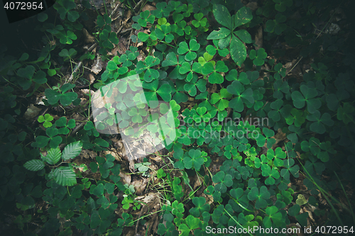 Image of Clovers in green colors