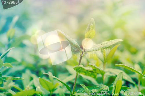 Image of Green hedge with dew