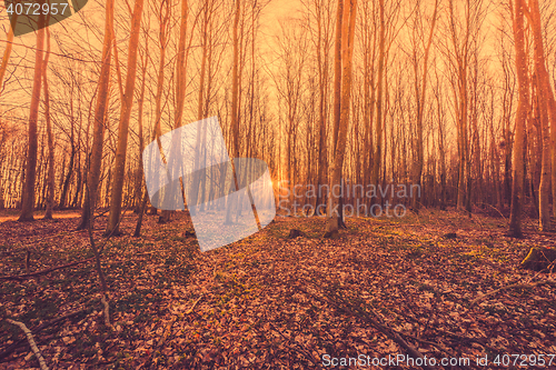 Image of Bare trees in the sunrise