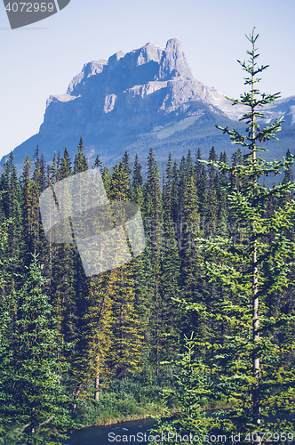 Image of Pine tree forest in a valley