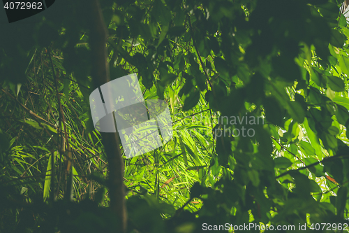 Image of Rainforest with green plants and vegetation