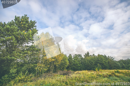 Image of Autumn landscape with yellow birch trees