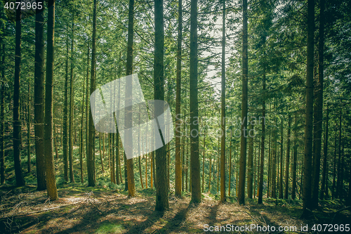 Image of Pine trees in a forest clearing