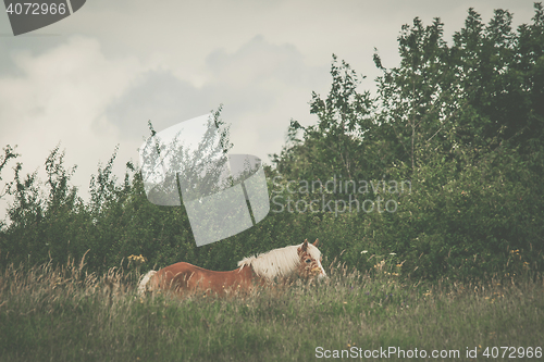 Image of Brown horse on a meadow