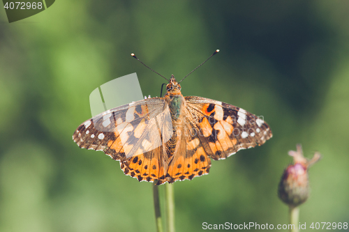 Image of Butterfly in orange colors on a thistle