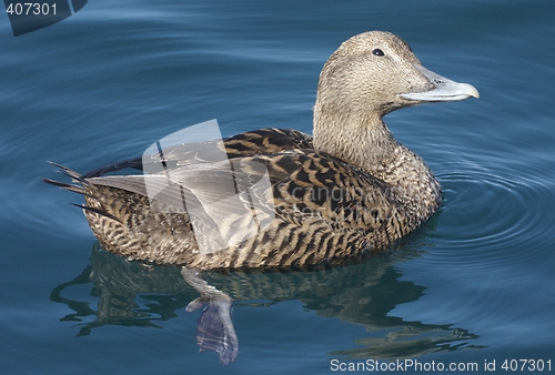 Image of Female eider.