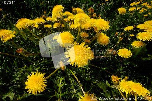 Image of Dandelion flowers