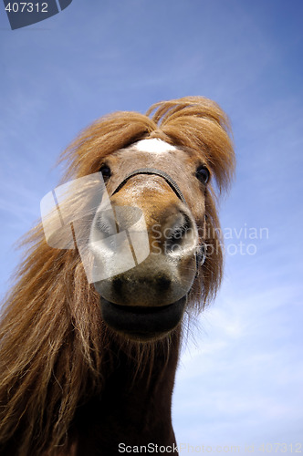 Image of Face of a curious horse