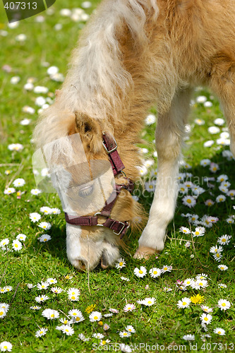 Image of Horse foal eating grass