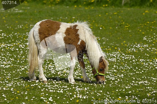 Image of Horse eating green grass