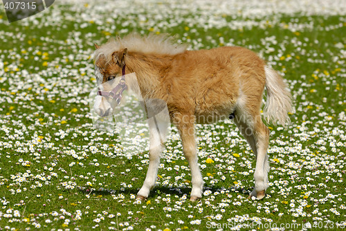 Image of Young horse foal on flower field