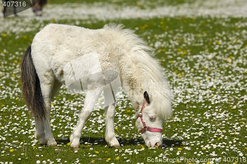 Image of White young horse eating grass