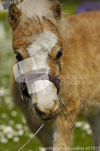 Image of Sweet young horse foal