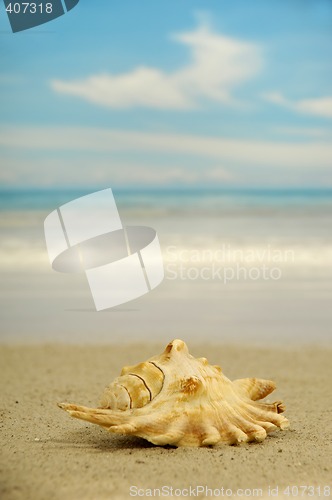 Image of Conch on beach