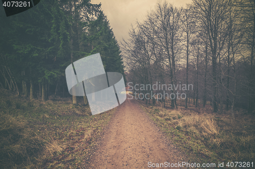 Image of Nature road in a forest at dawn