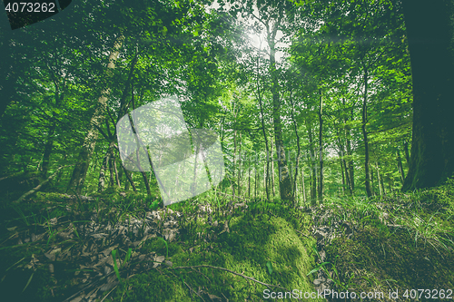 Image of Green moss in a forest