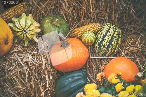 Image of Pumpkins in various shapes